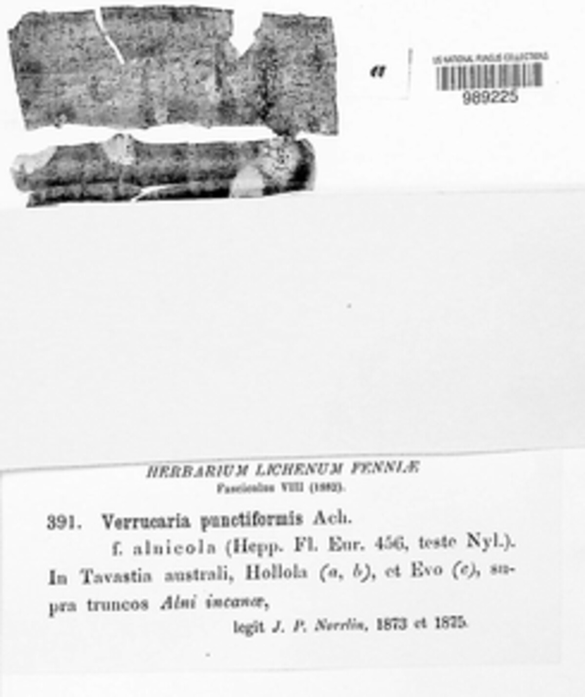 Naetrocymbe image